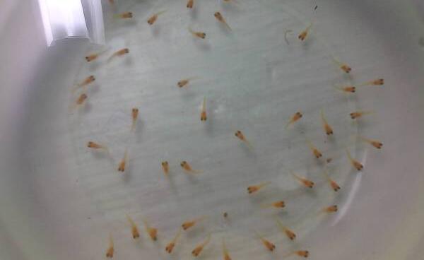 刚出生的鱼宝宝吃什么，水蚯蚓和鸡蛋黄（出生第一天禁止投食）502 / 作者:UFO爱好者 / 帖子ID:90962