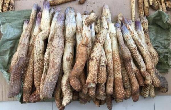 肉苁蓉女人可以吃吗，可以吃（能治疗月经衍期和宫寒不孕）248 / 作者:UFO爱好者 / 帖子ID:90647