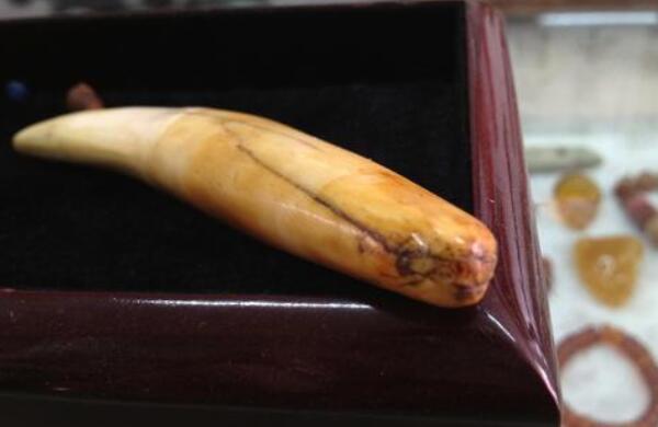 老虎牙有什么作用，帮助老虎捕猎和吃东西/做装饰很帅气88 / 作者:UFO爱好者 / 帖子ID:90600