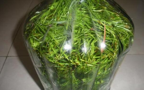 喝松针茶五年后，面色红润看起来更年轻（身体健康更有活力）632 / 作者:UFO爱好者 / 帖子ID:90391