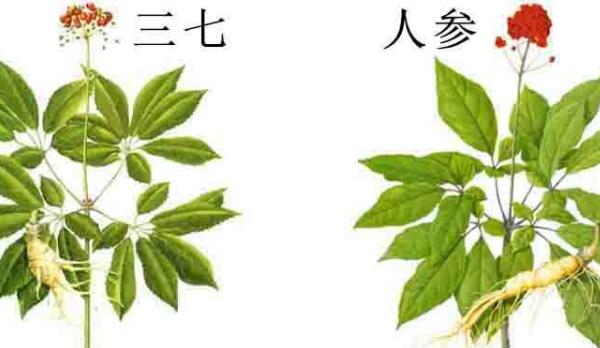 三七和人参能一起吃吗，可以一起吃（吃前先咨询医生）137 / 作者:UFO爱好者 / 帖子ID:90164