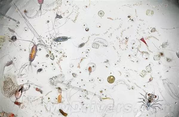 一滴水放大一亿倍，200倍有芝麻状物质/一亿倍为微生物4 / 作者:UFO爱好者 / 帖子ID:81725