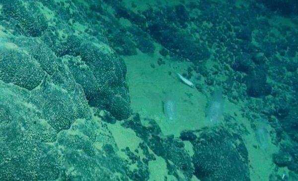 海底有九万米吗，目前测得最深1万多米/再深有大恐怖878 / 作者:UFO爱好者 / 帖子ID:81228