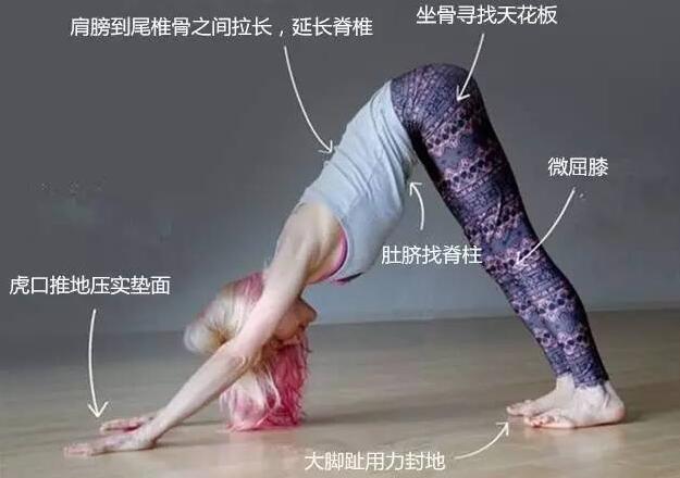 下犬式禁忌，血压异常/有眩晕病就不要做（姿势不对伤害身体）84 / 作者:UFO爱好者 / 帖子ID:90277