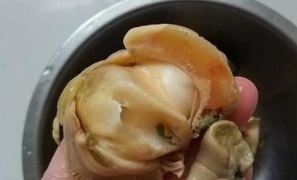 海螺黄到底是什么，海螺黄能吃吗（海螺内脏不要吃）552 / 作者:UFO爱好者 / 帖子ID:87937