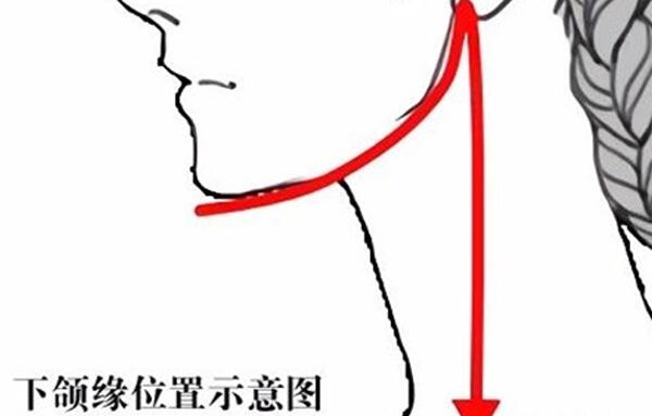 下颌缘是哪里，下颌骨到下颌之间（脸型中占重要位子）560 / 作者:UFO爱好者 / 帖子ID:84462