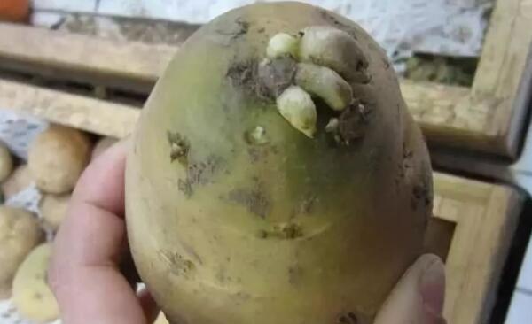 土豆发霉打了皮能吃吗，不能吃（吃了会中毒）840 / 作者:UFO爱好者 / 帖子ID:83354