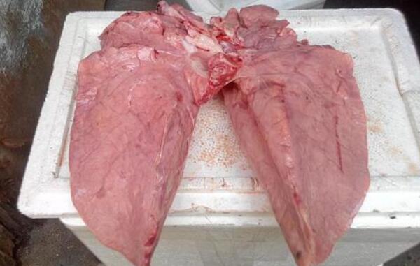 矮地茶能和猪肺同吃吗，能（应在医生指导下食用）212 / 作者:UFO爱好者 / 帖子ID:83200