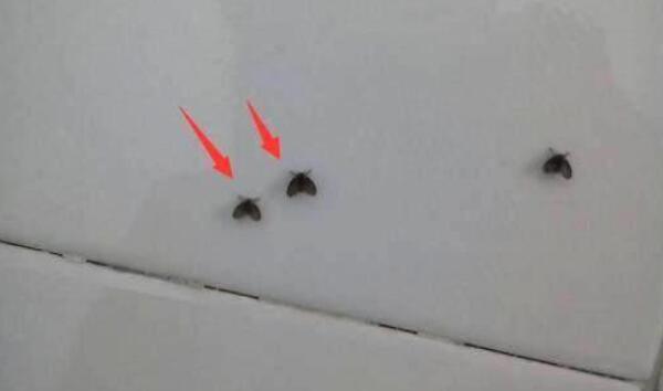 小飞蛾怎么来的，粮食生虫引起（外面小飞蛾飞进家里）244 / 作者:UFO爱好者 / 帖子ID:83193