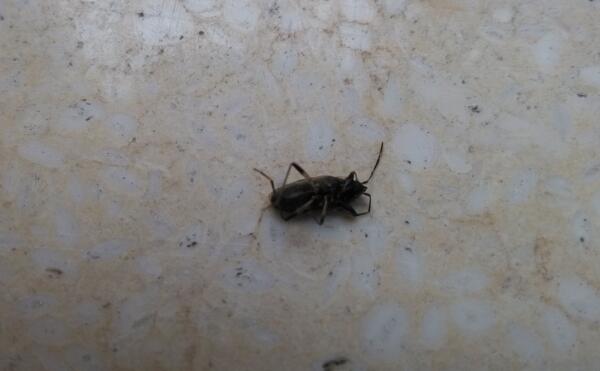 小飞蛾怎么来的，粮食生虫引起（外面小飞蛾飞进家里）712 / 作者:UFO爱好者 / 帖子ID:83193