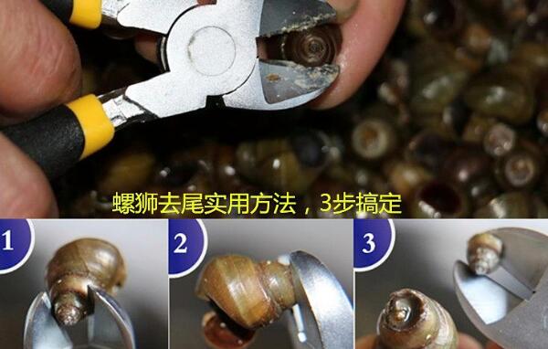螺蛳为什么要剪尾巴，尾巴是内脏很脏（剪了更好吃）934 / 作者:UFO爱好者 / 帖子ID:82962
