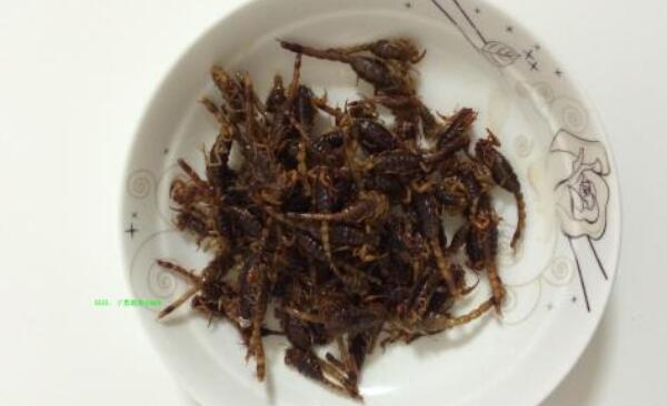 野蝎子能吃吗，毒性大不能吃（药店买专用的蝎子）656 / 作者:UFO爱好者 / 帖子ID:82900