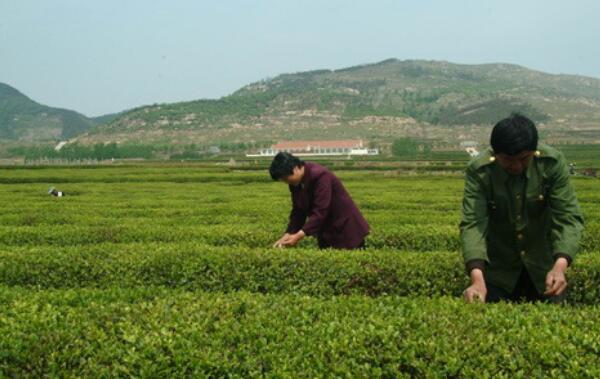 日照绿茶的特点，比普通绿茶更大（冲泡茶水颜色更深）139 / 作者:UFO爱好者 / 帖子ID:82890