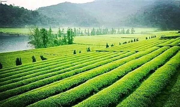 抹茶粉和绿茶粉的区别，颜色不同/味道不同/功效不同646 / 作者:UFO爱好者 / 帖子ID:82805