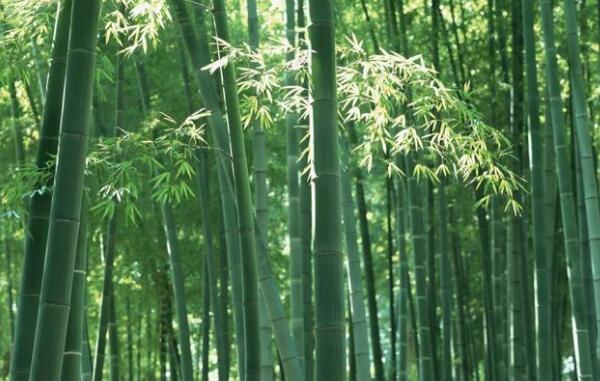 竹子是草还是树，草（高大乔木状禾草类植物）400 / 作者:UFO爱好者 / 帖子ID:82731
