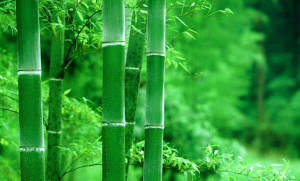竹子是草还是树，草（高大乔木状禾草类植物）831 / 作者:UFO爱好者 / 帖子ID:82731