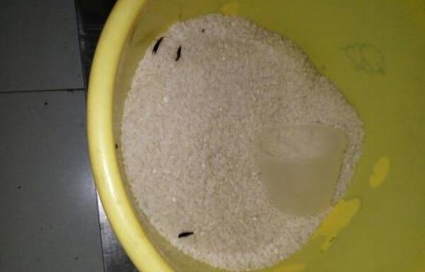 米里有虫子还能吃吗，可以（长虫很正常/吃虫也无害）391 / 作者:UFO爱好者 / 帖子ID:82589