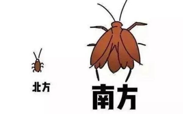 南方的蟑螂为什么会飞，有翅膀（北方蟑螂也能飞）253 / 作者:UFO爱好者 / 帖子ID:82270