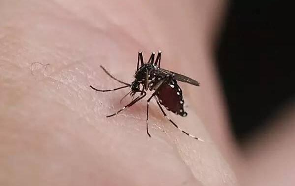 蚊子的危害，使人瘙痒难耐、扰人清梦、传播疾病961 / 作者:UFO爱好者 / 帖子ID:81914