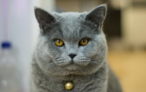 世界上最古老的猫品种，英国短毛猫（出现于2900年前）893 / 作者:UFO爱好者 / 帖子ID:95506