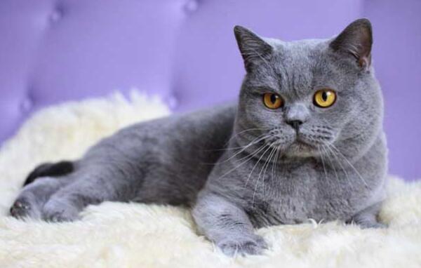 世界上最古老的猫品种，英国短毛猫（出现于2900年前）380 / 作者:UFO爱好者 / 帖子ID:95506