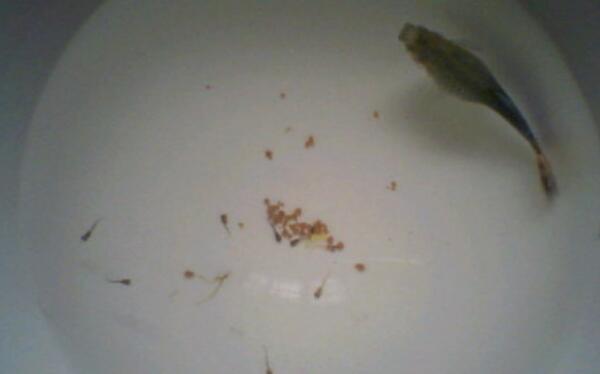 刚出生的小鱼吃什么，水蚯蚓、鸡蛋黄（第一天不要投食）677 / 作者:UFO爱好者 / 帖子ID:81811