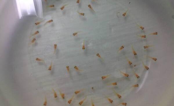 刚出生的小鱼吃什么，水蚯蚓、鸡蛋黄（第一天不要投食）24 / 作者:UFO爱好者 / 帖子ID:81811