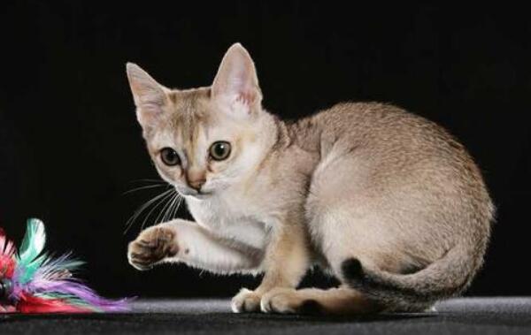 世界十大最受欢迎宠物猫品种，英国短毛猫、布偶猫上榜890 / 作者:UFO爱好者 / 帖子ID:95158