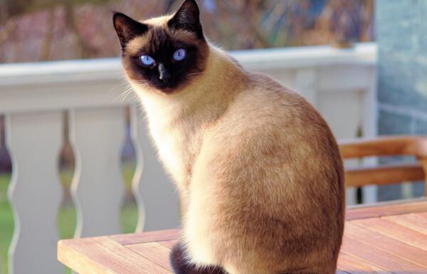世界十大最受欢迎宠物猫品种，英国短毛猫、布偶猫上榜13 / 作者:UFO爱好者 / 帖子ID:95158