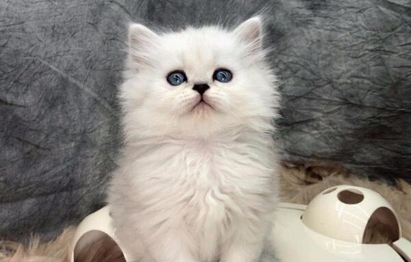 世界十大最受欢迎宠物猫品种，英国短毛猫、布偶猫上榜647 / 作者:UFO爱好者 / 帖子ID:95158