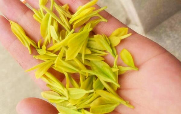 黄金芽属于什么茶 黄金芽茶的功效与作用（提神抗衰老）248 / 作者:UFO爱好者 / 帖子ID:81207