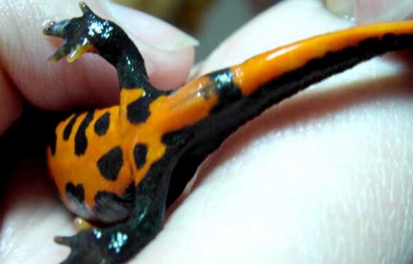蝾螈有毒吗，形似蜥蜴有毒（娇小可爱不建议饲养）17 / 作者:UFO爱好者 / 帖子ID:81152