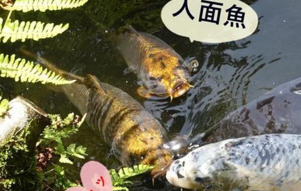 世界上脸最像人类的鱼，人面鱼/长着可爱人脸（杂交后代）723 / 作者:UFO爱好者 / 帖子ID:94978