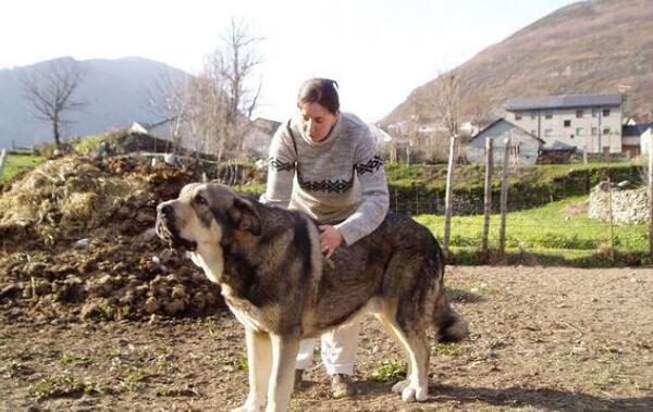 世界大型犬排名前五位，90公分的高加索犬仅排第三位139 / 作者:UFO爱好者 / 帖子ID:94959