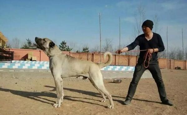 世界大型犬排名前五位，90公分的高加索犬仅排第三位814 / 作者:UFO爱好者 / 帖子ID:94959