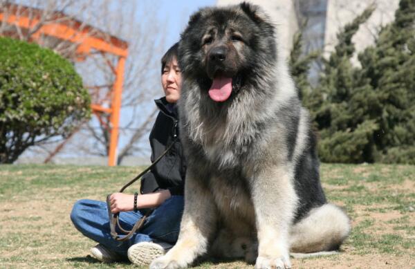 世界大型犬排名前五位，90公分的高加索犬仅排第三位184 / 作者:UFO爱好者 / 帖子ID:94959