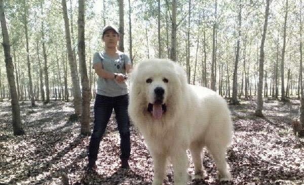 世界大型犬排名前五位，90公分的高加索犬仅排第三位522 / 作者:UFO爱好者 / 帖子ID:94959