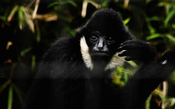 白颊长臂猿：世界上最酷的猿（眼神冷酷有白胡子）857 / 作者:UFO爱好者 / 帖子ID:90849