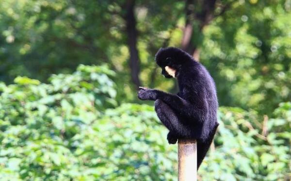 白颊长臂猿：世界上最酷的猿（眼神冷酷有白胡子）308 / 作者:UFO爱好者 / 帖子ID:90849