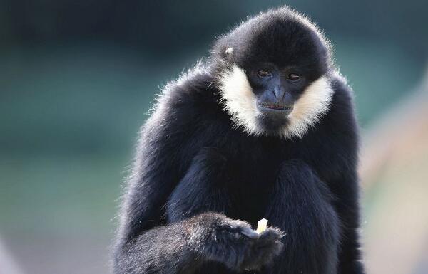 白颊长臂猿：世界上最酷的猿（眼神冷酷有白胡子）133 / 作者:UFO爱好者 / 帖子ID:90849