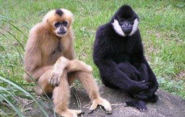 白颊长臂猿：世界上最酷的猿（眼神冷酷有白胡子）339 / 作者:UFO爱好者 / 帖子ID:90849