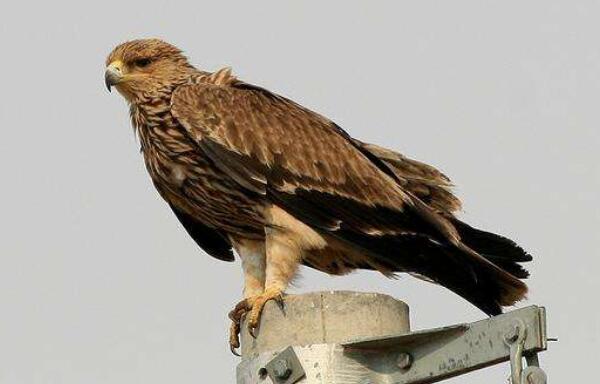 白肩雕：世界上最忠诚的鸟类（一生只有一个配偶）941 / 作者:UFO爱好者 / 帖子ID:90844