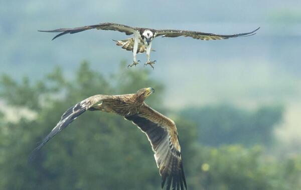 白肩雕：世界上最忠诚的鸟类（一生只有一个配偶）34 / 作者:UFO爱好者 / 帖子ID:90844