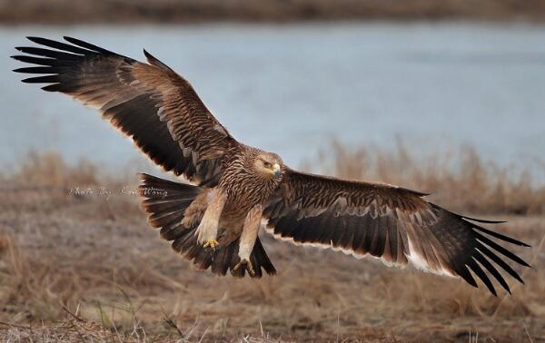 白肩雕：世界上最忠诚的鸟类（一生只有一个配偶）572 / 作者:UFO爱好者 / 帖子ID:90844