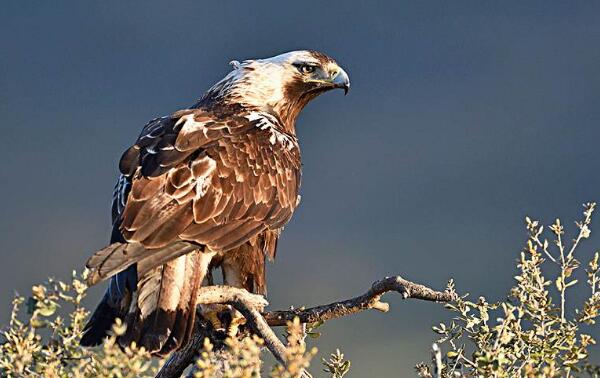 白肩雕：世界上最忠诚的鸟类（一生只有一个配偶）218 / 作者:UFO爱好者 / 帖子ID:90844