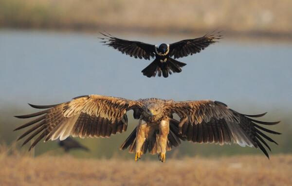 白肩雕：世界上最忠诚的鸟类（一生只有一个配偶）496 / 作者:UFO爱好者 / 帖子ID:90844