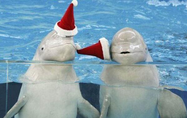 白鲸：世界上最可爱的鲸鱼（浑身雪白长的像海豚）35 / 作者:UFO爱好者 / 帖子ID:90875