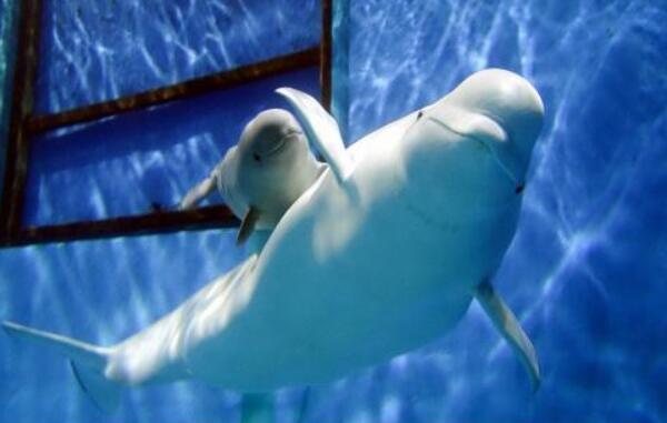 白鲸：世界上最可爱的鲸鱼（浑身雪白长的像海豚）965 / 作者:UFO爱好者 / 帖子ID:90875