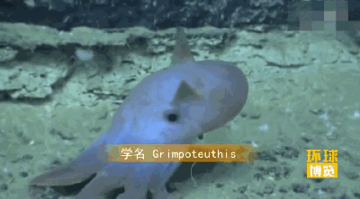 世界十大萌物，小飞象章鱼有翅膀（海獭漂流萌死人）186 / 作者:UFO爱好者 / 帖子ID:94565