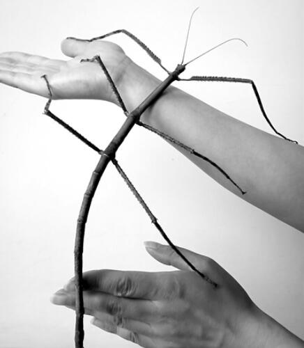 世界上最长的竹节虫，62.4厘米（2014年在中国发现）771 / 作者:UFO爱好者 / 帖子ID:93820